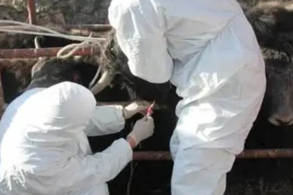 牛皮下针注射方法,用食指和拇指捏起牛的皮肤再注射