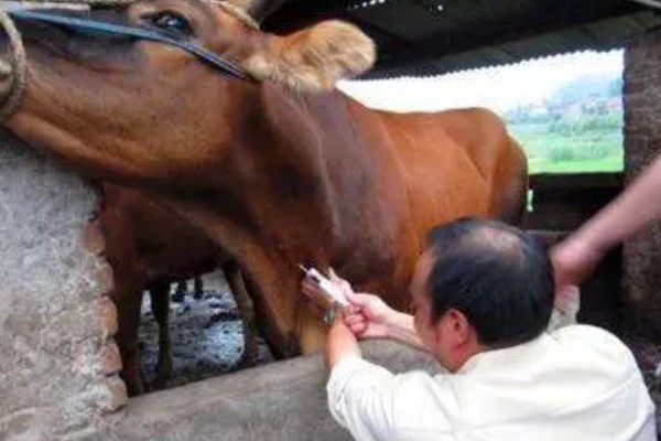 牛皮下针注射方法,用食指和拇指捏起牛的皮肤再注射