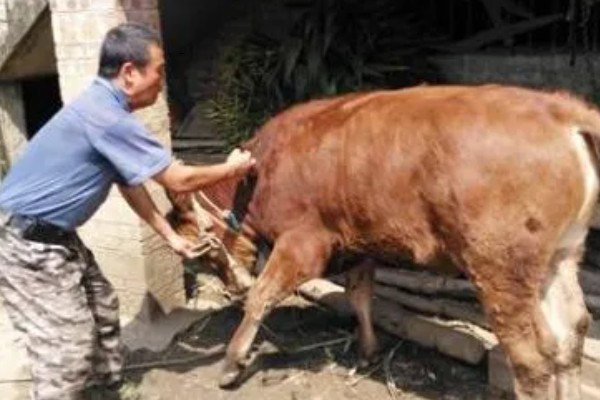牛皮下针注射方法,用食指和拇指捏起牛的皮肤再注射