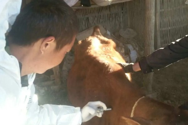牛皮下针注射方法,用食指和拇指捏起牛的皮肤再注射