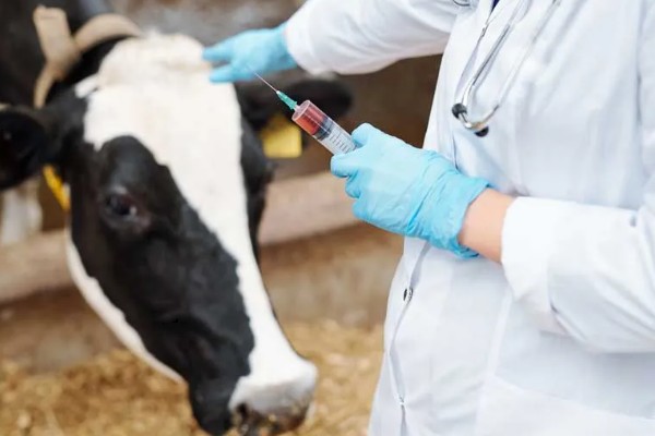 牛皮下针注射方法,用食指和拇指捏起牛的皮肤再注射
