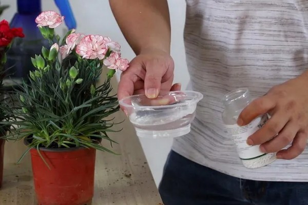康乃馨花期过后如何浇水，根据土壤的干湿度进行