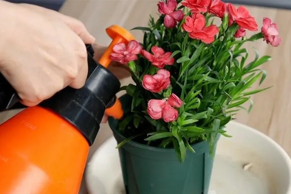 康乃馨花期过后如何浇水，根据土壤的干湿度进行