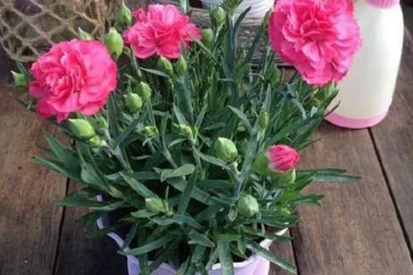 康乃馨花期过后如何浇水，根据土壤的干湿度进行