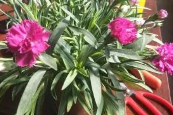 康乃馨花期过后如何浇水，根据土壤的干湿度进行