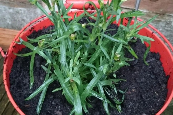 康乃馨花期过后如何浇水，根据土壤的干湿度进行