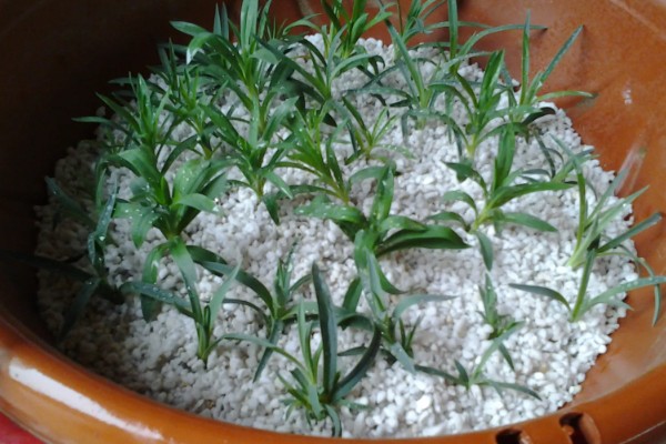 康乃馨花期过后如何浇水，根据土壤的干湿度进行