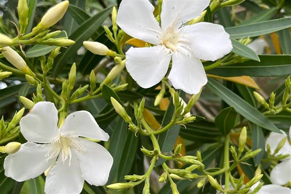 白花夹竹桃有没有毒，白花夹竹桃有毒