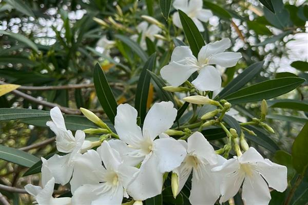 白花夹竹桃有没有毒，白花夹竹桃有毒