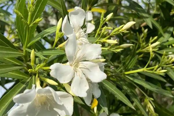 白花夹竹桃有没有毒，白花夹竹桃有毒