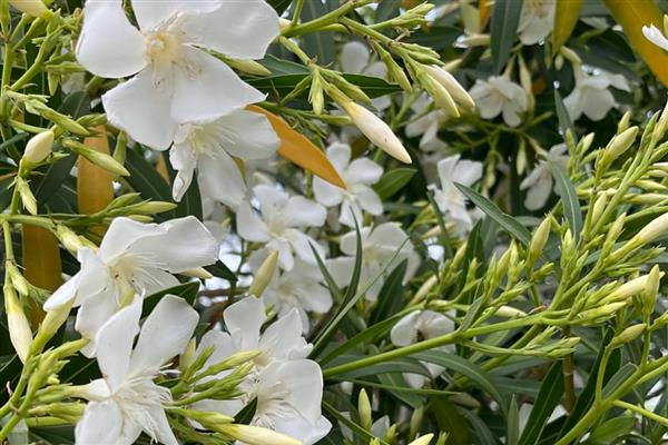 白花夹竹桃有没有毒，白花夹竹桃有毒