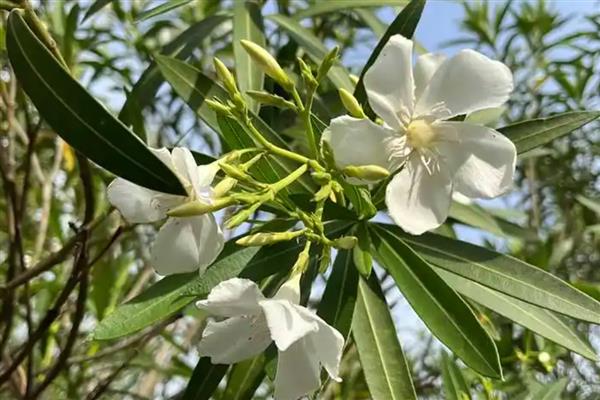 白花夹竹桃有没有毒，白花夹竹桃有毒