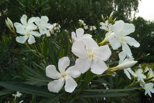 白花夹竹桃有没有毒，白花夹竹桃有毒