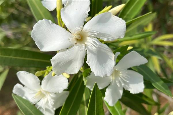 白花夹竹桃有没有毒，白花夹竹桃有毒