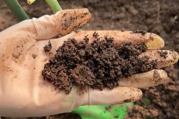 红钻的养殖方法,适宜生长在湿润的环境中