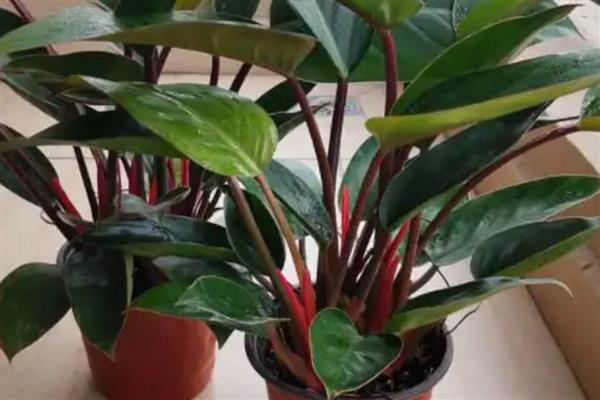 红钻的养殖方法,适宜生长在湿润的环境中