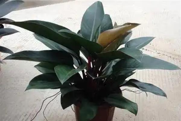 红钻的养殖方法,适宜生长在湿润的环境中