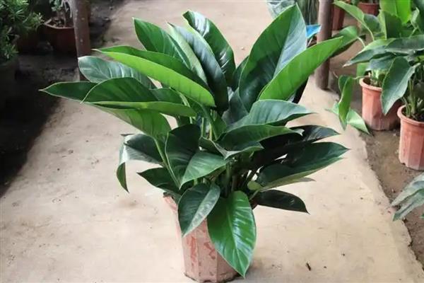 红钻的养殖方法,适宜生长在湿润的环境中