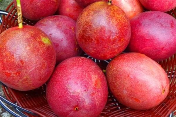 百香果的籽能吃吗,是可以吃的