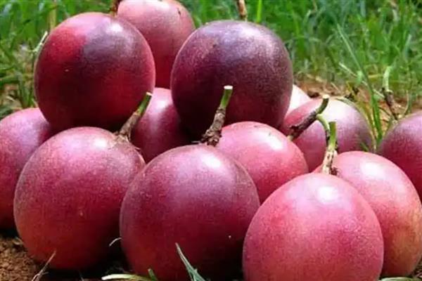 百香果的籽能吃吗,是可以吃的