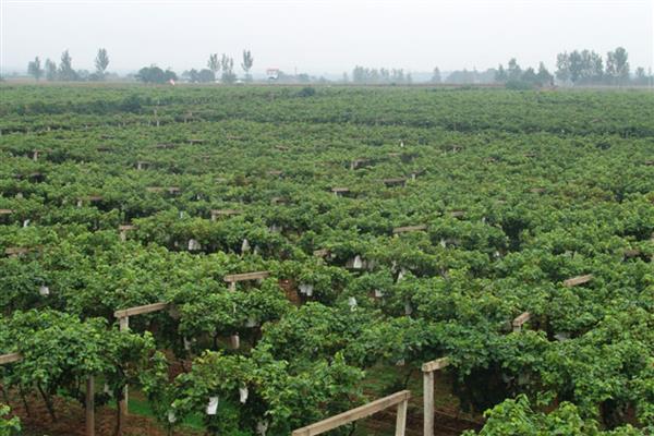 红提的秋季管理技术,追肥要以磷肥、钾肥为主