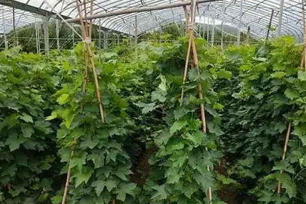 红提的秋季管理技术,追肥要以磷肥、钾肥为主