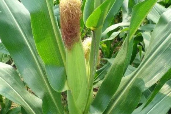 锦绣26玉米种简介，适宜在6月3日至18日播种