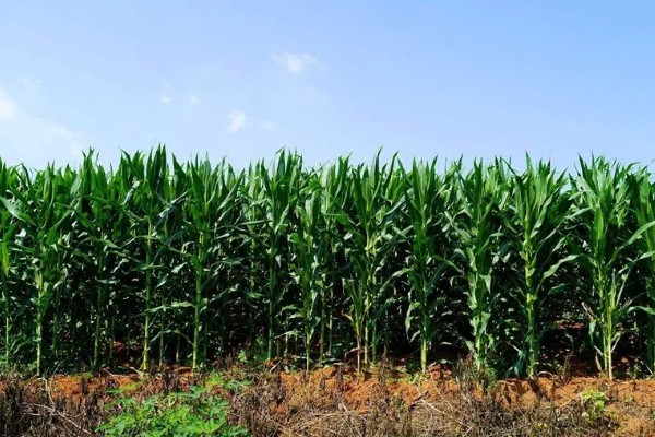 锦绣26玉米种简介，适宜在6月3日至18日播种