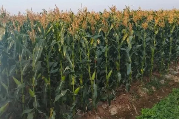 锦绣26玉米种简介，适宜在6月3日至18日播种