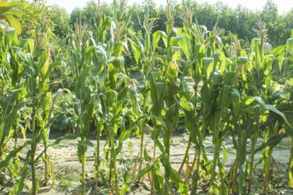 锦绣26玉米种简介，适宜在6月3日至18日播种