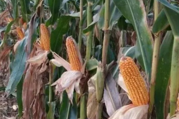 锦绣26玉米种简介，适宜在6月3日至18日播种