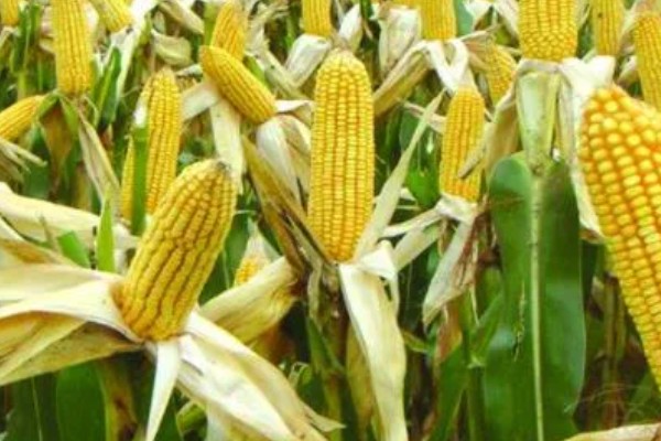 锦绣26玉米种简介，适宜在6月3日至18日播种