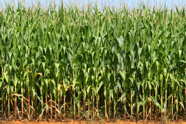 锦绣26玉米种简介，适宜在6月3日至18日播种