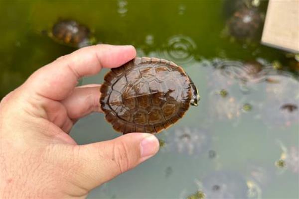 圆澳龟可以和鱼混养吗,不建议一起混养