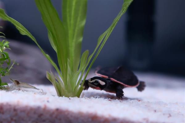 圆澳龟可以和鱼混养吗,不建议一起混养