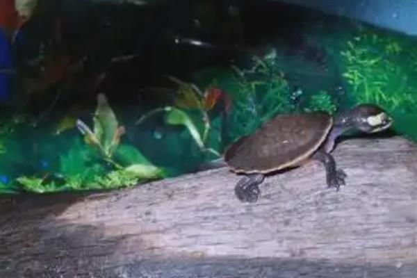 圆澳龟可以和鱼混养吗,不建议一起混养