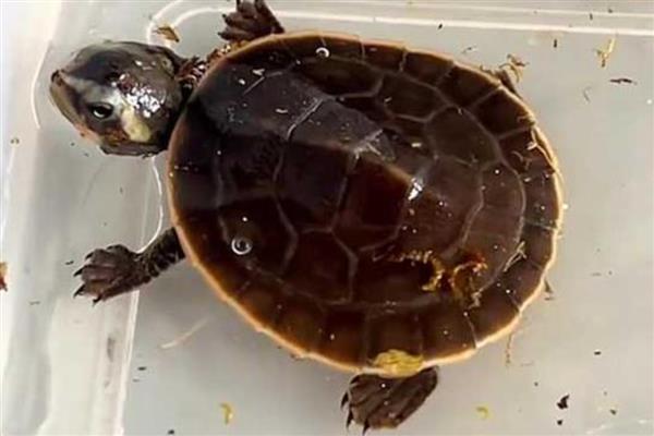 圆澳龟可以和鱼混养吗,不建议一起混养