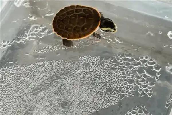 圆澳龟可以和鱼混养吗,不建议一起混养