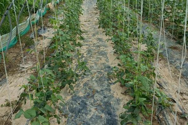 豆角钻心虫的农业防治方法，需及时摘除被害的卷叶和豆荚