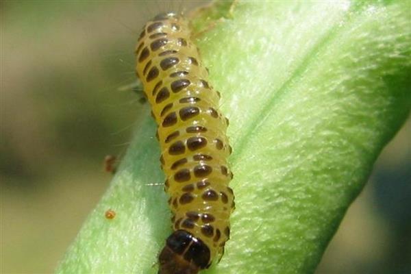 豆角钻心虫的农业防治方法，需及时摘除被害的卷叶和豆荚