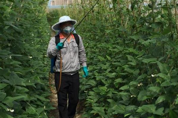 豆角钻心虫的农业防治方法，需及时摘除被害的卷叶和豆荚