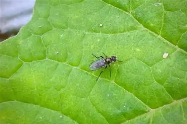 豆角钻心虫的农业防治方法，需及时摘除被害的卷叶和豆荚