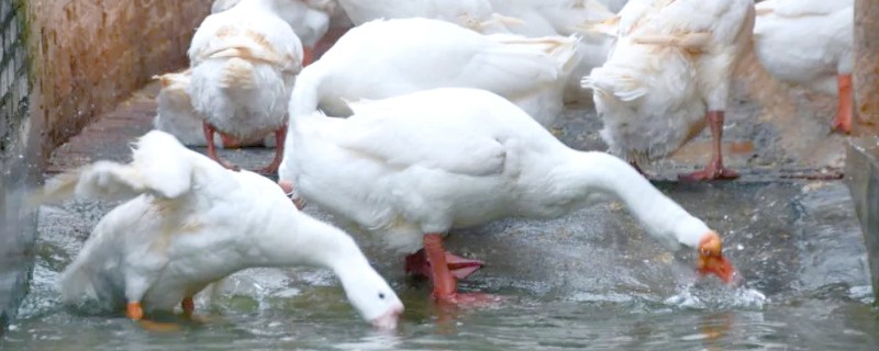 怎么养鹅,达到20日龄就可以下水
