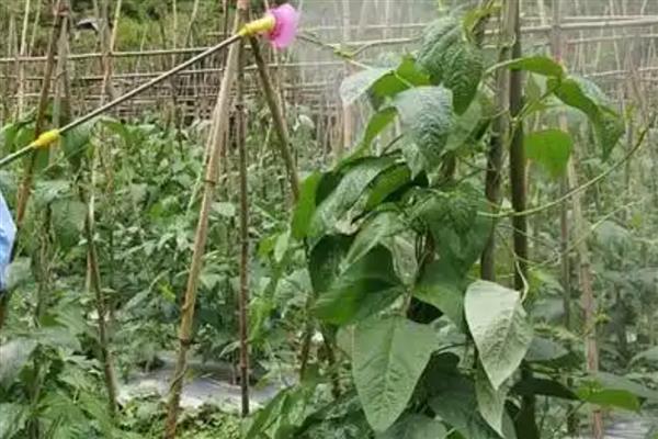 豆角钻心虫的农业防治方法，需及时摘除被害的卷叶和豆荚