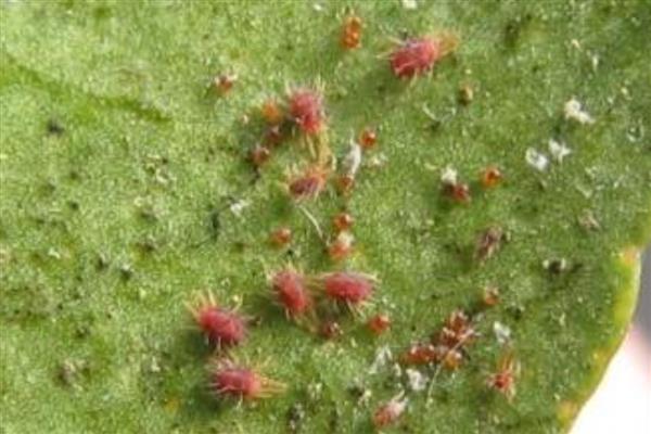 豆角钻心虫的农业防治方法，需及时摘除被害的卷叶和豆荚