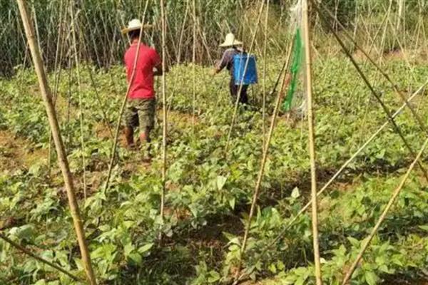 豆角钻心虫的农业防治方法，需及时摘除被害的卷叶和豆荚