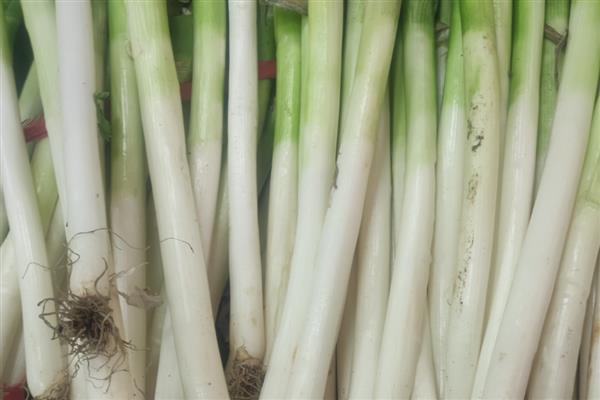 有哪些蔬菜适合在家水培，推荐胡萝卜、大葱等