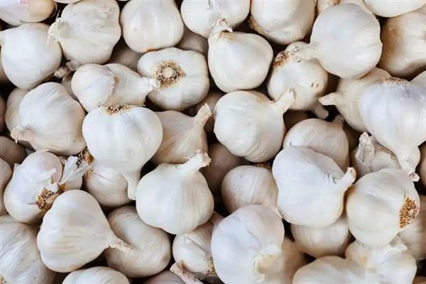 有哪些蔬菜适合在家水培，推荐胡萝卜、大葱等