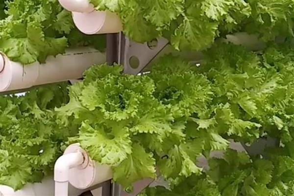 有哪些蔬菜适合在家水培，推荐胡萝卜、大葱等