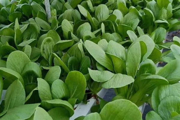 有哪些蔬菜适合在家水培，推荐胡萝卜、大葱等